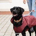 Couvertures et vestes chien 