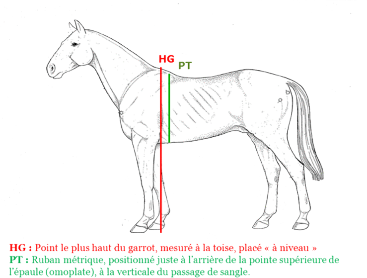 Comment evaluer et mesurer le poids d'un cheval